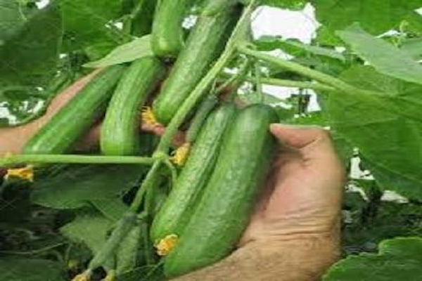 تصویر 2 از قیمت خرید بذر خیار گلخانه ای ناگین F1 + فروش ویژه